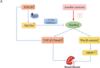 El ejercicio aeróbico regula positivamente Klotho para mejorar la fibrosis renal asociada con el envejecimiento y su mecanismo