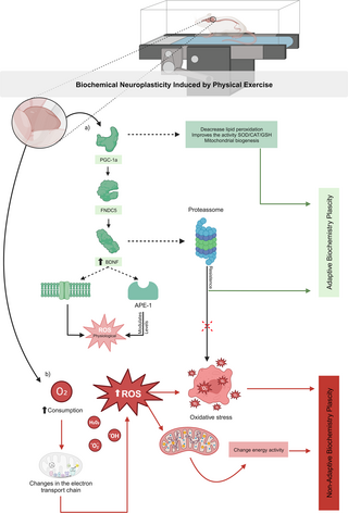 Neuroplasticidad bioquímica en el cerebelo después del ejercicio físico: Revisión sistemática y metaanálisis