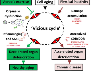 El ejercicio aeróbico a lo largo de la vida protege contra la inflamaging y el cáncer
