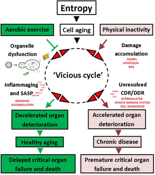 El ejercicio aeróbico a lo largo de la vida protege contra la inflamaging y el cáncer