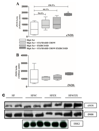 Ejercicio Aeróbico Crónico Asociado a Modificación Dietaria Mejora la Función Endotelial y la Expresión de eNOS en Hamsters Alimentados con Alta Grasa