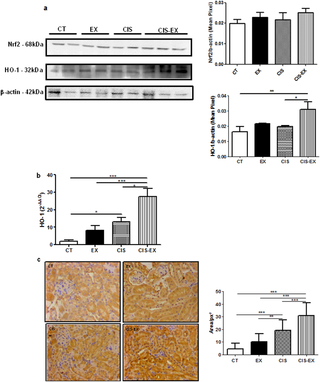El ejercicio aeróbico a largo plazo protege contra la nefrotoxicidad inducida por cisplatino al modular la expresión de IL-6 y HO-1