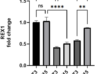 Estudio piloto: El efecto de ocho semanas de entrenamiento aeróbico en las dos fases del ritmo circadiano de luz y oscuridad sobre los genes (OCT4, NANOG, SOX2, REX1) en el tejido óseo de ratones diabéticos