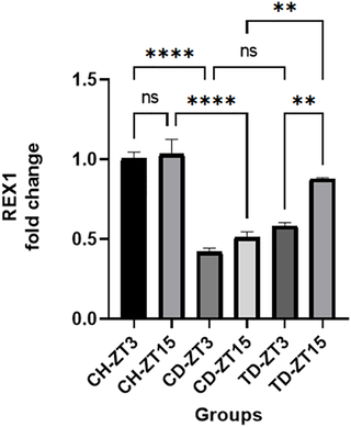 Estudio piloto: El efecto de ocho semanas de entrenamiento aeróbico en las dos fases del ritmo circadiano de luz y oscuridad sobre los genes (OCT4, NANOG, SOX2, REX1) en el tejido óseo de ratones diabéticos