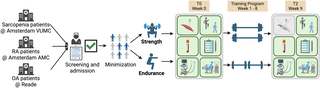 Efectos del ejercicio en la fuerza muscular y características en enfermedades reumáticas y sarcopenia: Protocolo para el Estudio de Atención al Músculo (C4M)